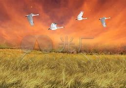 angeteanr歌曲下载-(angetenarremix)