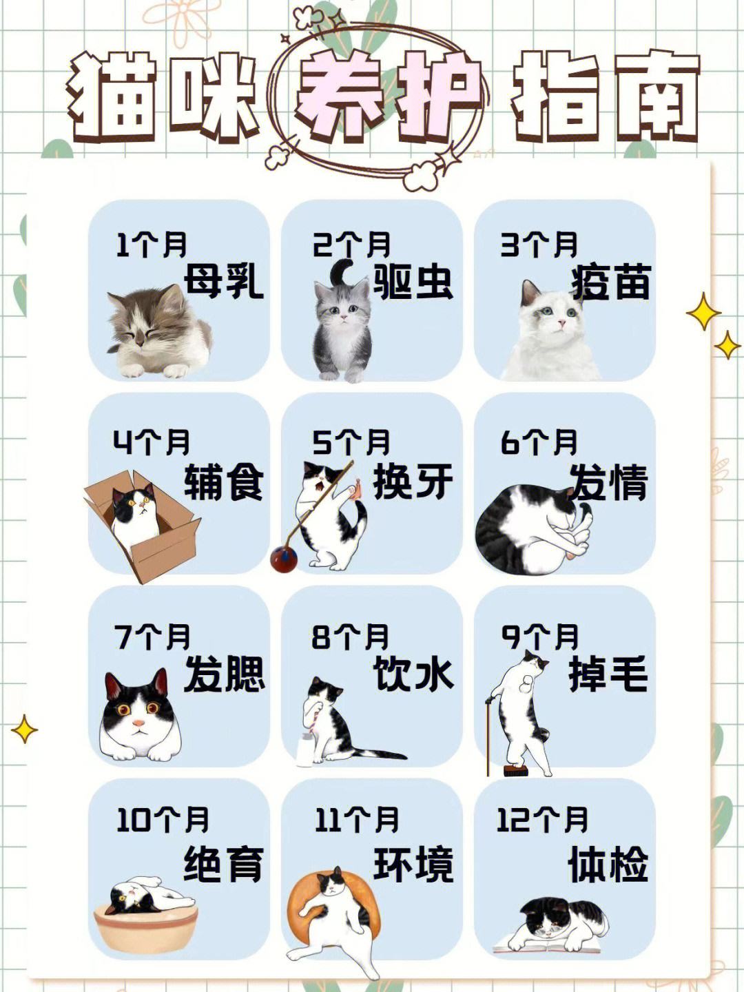 猫咪养护大师免费下载_(养猫助手app软件哪个最好)
